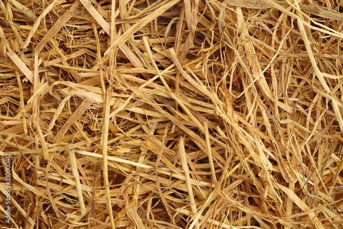 Yellow dry straw used to make the background