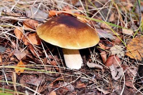 Natural white mushroom growing in a forest in the grass and old withered leaves. Edible mushroom with a brown hat