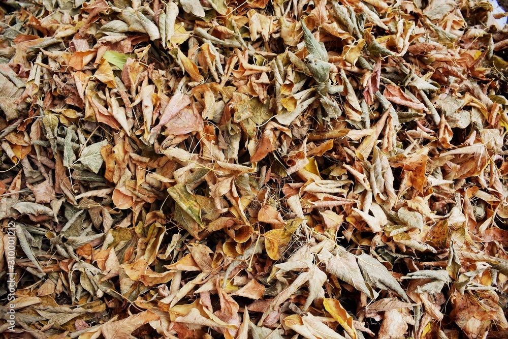 dry autumn leaves on the ground dry autumn leaves on the ground