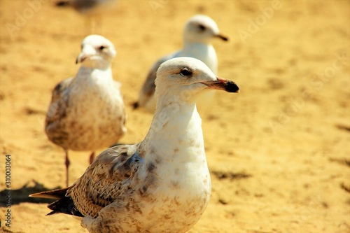 Group of seagulls on a sand beach