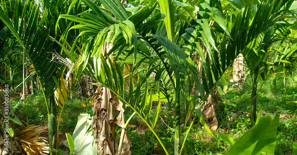 Obraz premium Areca Trees in the field, plantation