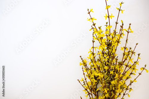 Tableau sur toile Bunch of fresh forsythia over white background