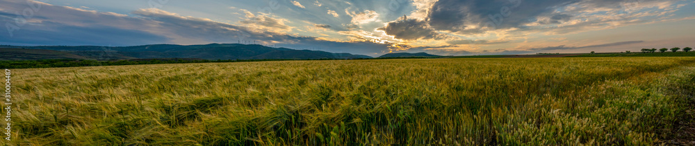 wheat fields in spring with mountains in the background in a sunset