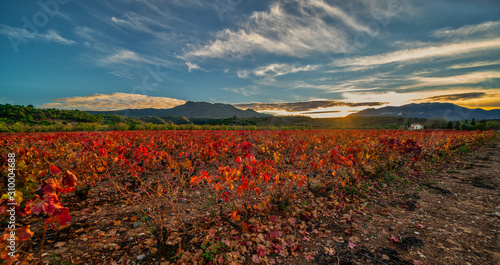 sunset in the vineyards in autumn sun in the background in the mountains