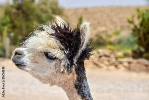 Alpaca on a farm in the desert. Portrait of alpaca. © Gur