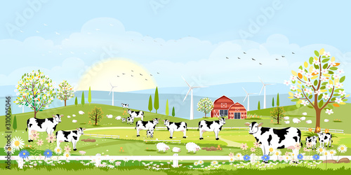 Rural farm landscape with green fields and barn animals cow, goats, sheep and windmills on hill with blue sky and clouds, Vector cartoon Spring or Summer landscape,Eco village or Organic farming in uk