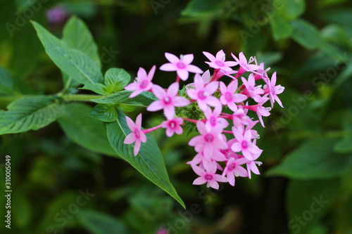 purple flowers in the garden