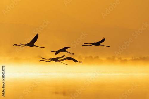 Great flamingo family during sunrise and golden hour. © Kalina Georgieva