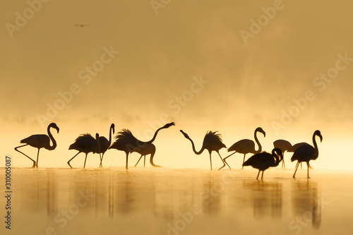 Great flamingo family during sunrise and golden hour. photo
