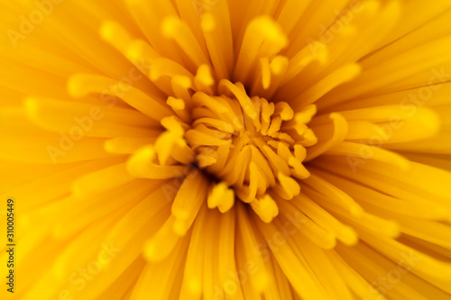 yellow star chrysanthemum