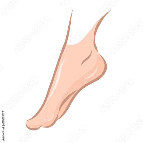 Beautiful female foot. Color sketch of a part of the human body. Vector isolated illustration.