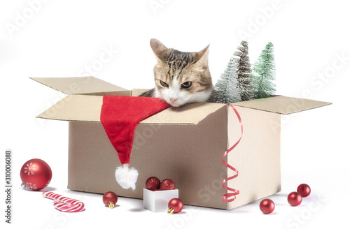 Fototapeta Naklejka Na Ścianę i Meble -  gray cat sits in a box with Christmas decorations