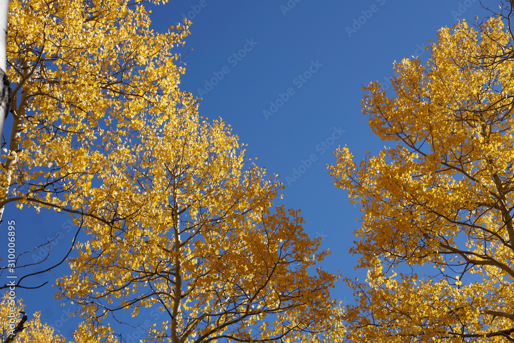 pine and autumn aspen , aspen, trees, aspen trees, landscape, autumn trees, fall pine and autumn aspen , aspen, trees, aspen trees, landscape, autumn trees, fall