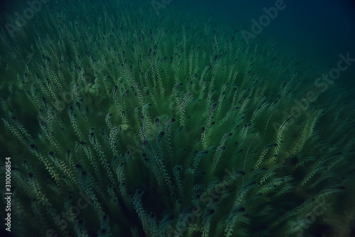 lake underwater landscape abstract / blue transparent water, eco nature protection underwater © kichigin19