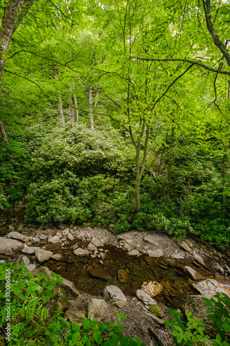 Rhododendron Blooming  Great Smoky Mountains