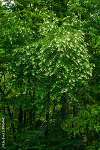 Sourwood Tree in Bloom, Great Smoky Mountains