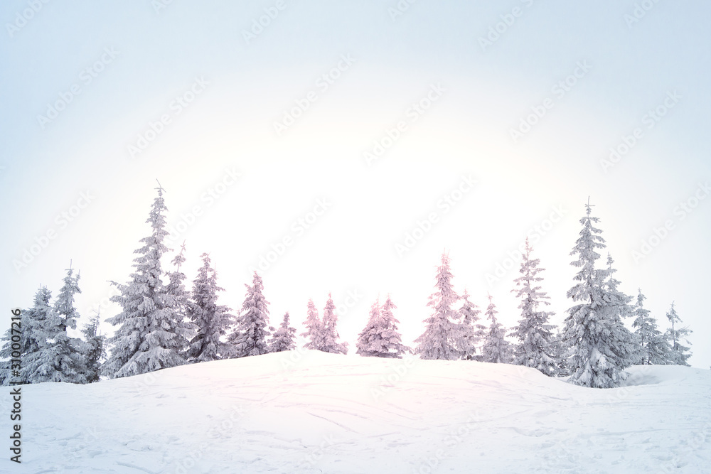 Beautiful Winter Mountain Landscape with Snow Covered Fir Trees in Bright Sun Light and Morning Fog.