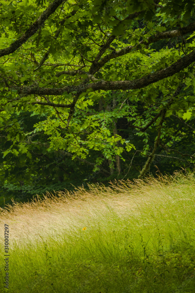 Fototapeta premium Summer Landscape, Blue Ridge Parkway