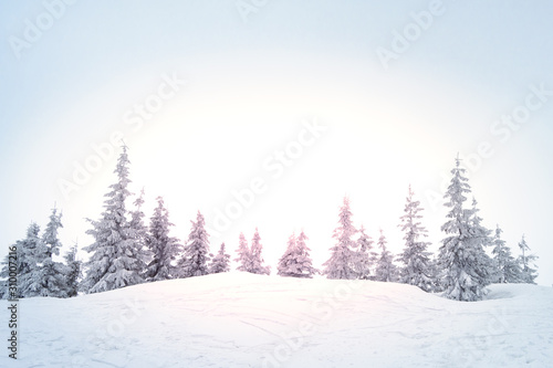 Beautiful Winter Mountain Landscape with Snow Covered Fir Trees in Bright Sun Light and Morning Fog. © Maksym Protsenko