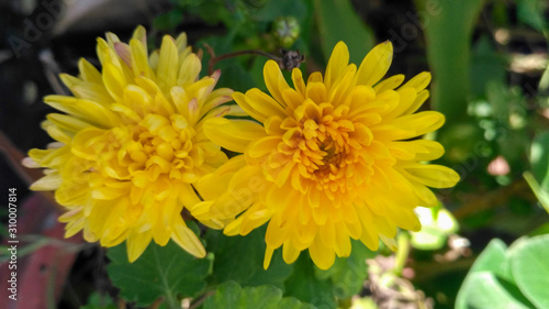 yellow flowers in the garden