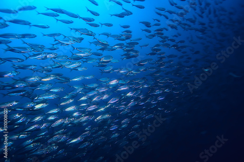 Canvas-taulu lot of small fish in the sea under water / fish colony, fishing, ocean wildlife