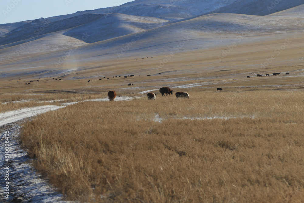 Fototapeta premium Cows