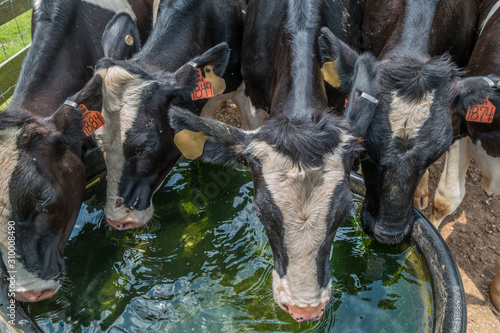 Cows drinking water