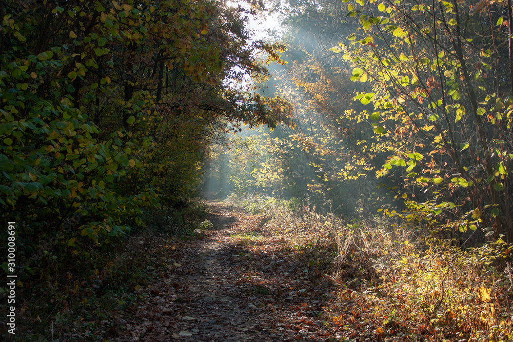 The diffused light of the morning sun in the autumn forest.