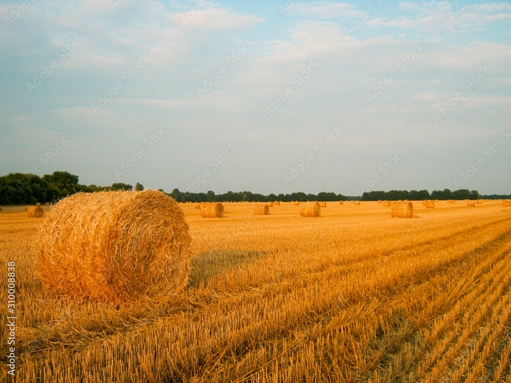 golden wheat field of hay bales