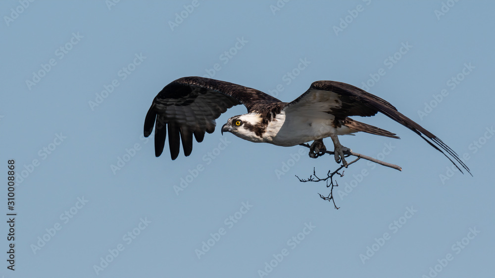 Obraz premium An Osprey in flight with nesting material.
