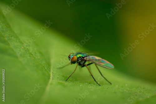 Colorful fly