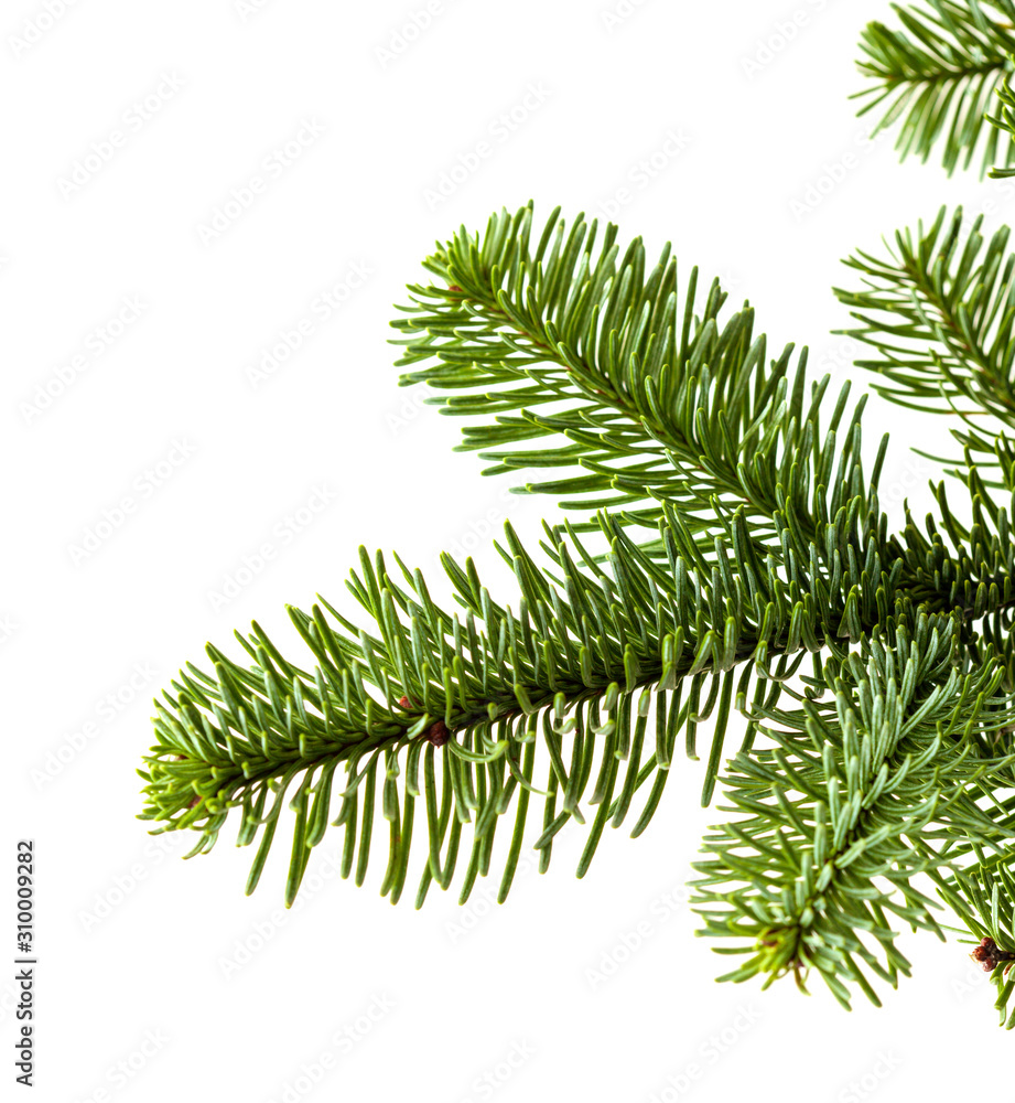 Naklejka premium branch of noble fir