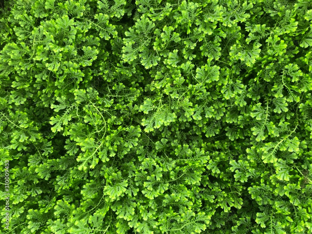 background of green leaves background of green leaves