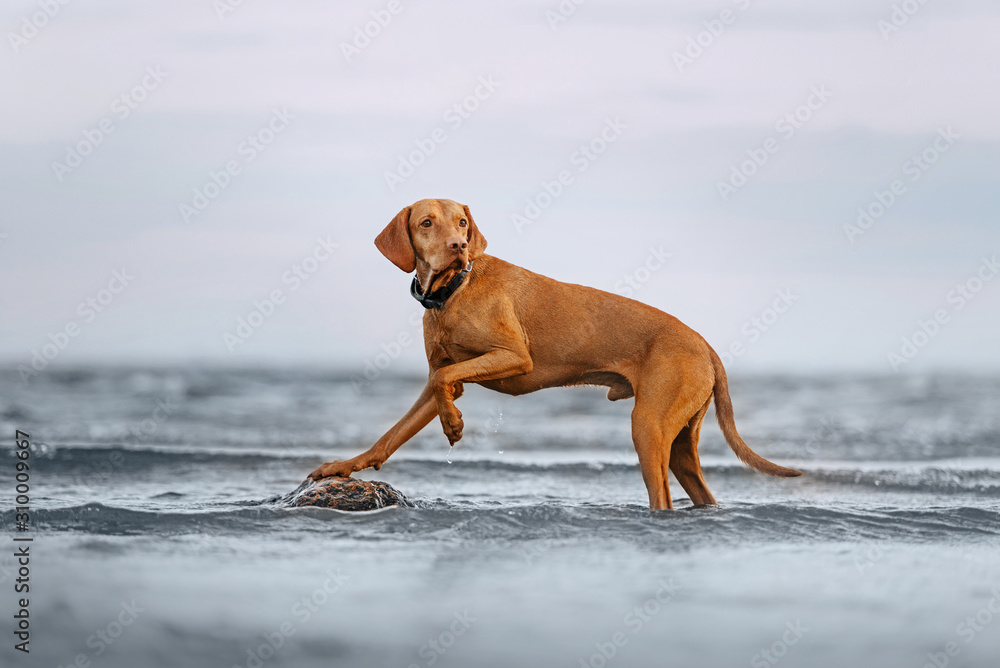 hungarian vizsla dog posing on a rock in the sea hungarian vizsla dog posing on a rock in the sea