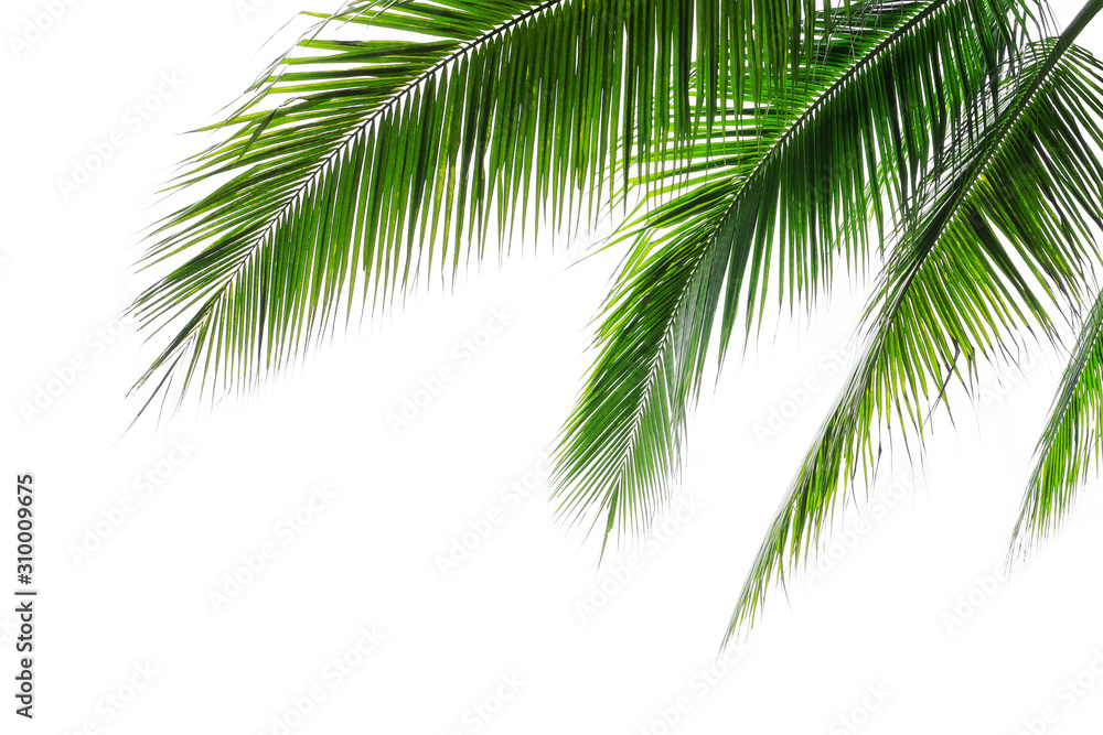 Tropical beach coconut palm tree leaves isolated on white background, green palm fronds layout for summer and tropical nature concepts. - obrazy, fototapety, plakaty 