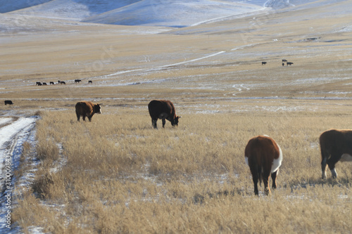 Wallpaper Mural Cows Torontodigital.ca