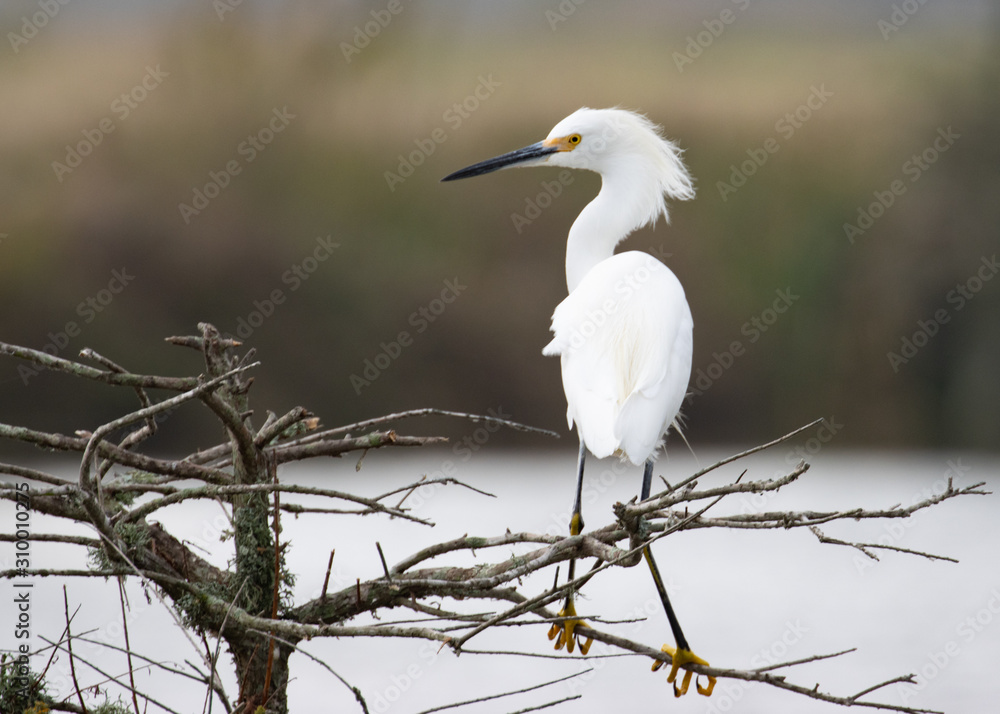White Egrets in Cross Creek Ranch Texas White Egrets in Cross Creek Ranch Texas