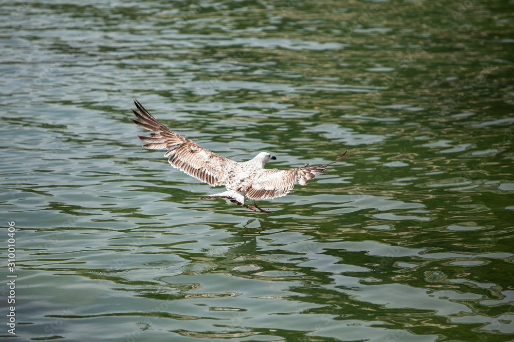 Beautiful seaside view of flying seagull over the sea Beautiful seaside view of flying seagull over the sea