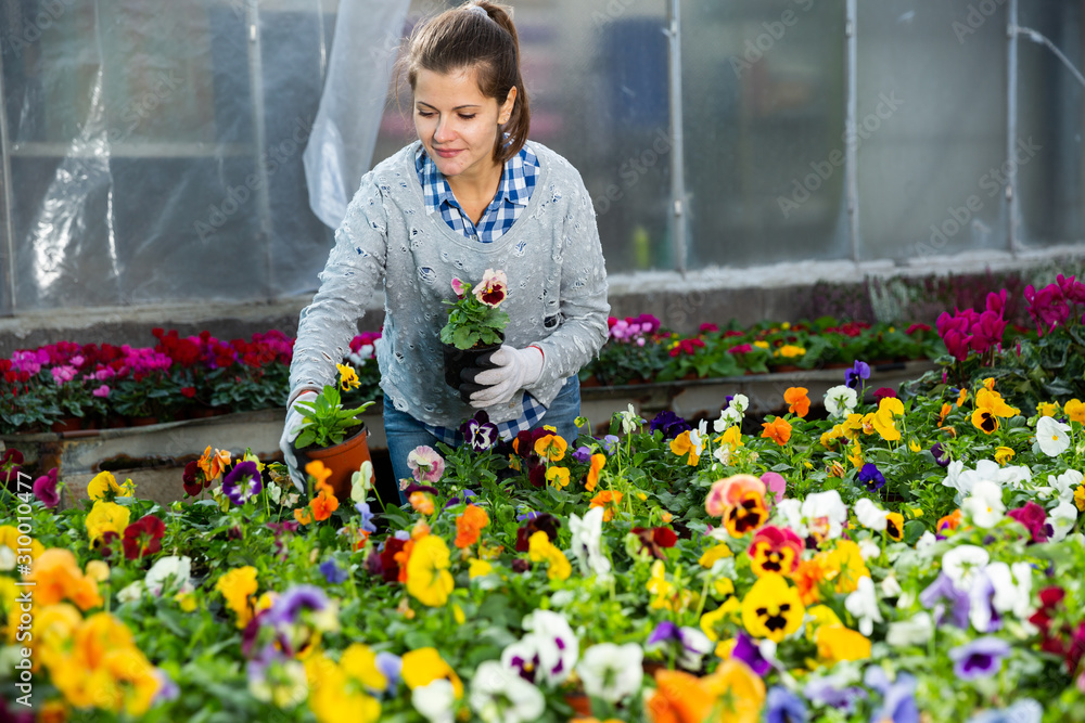 Worker checking potted pansies flowers