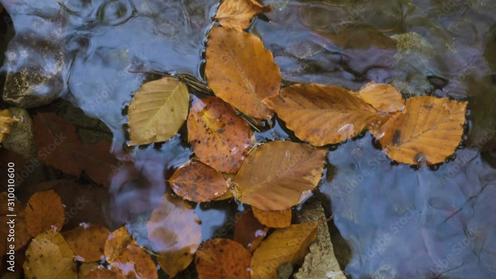 flowing water of small forest stream with the autumn leaves flowing water of small forest stream with the autumn leaves