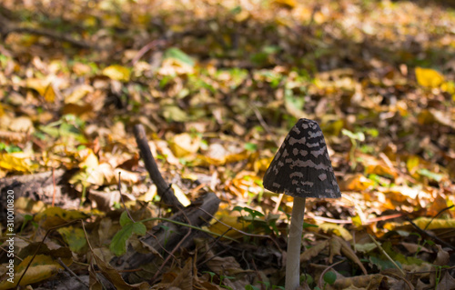 Mushroom in the autumn forest