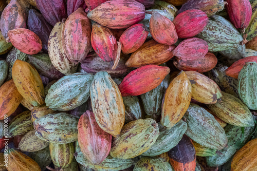 Cocoa bean drying, different color, before roasted