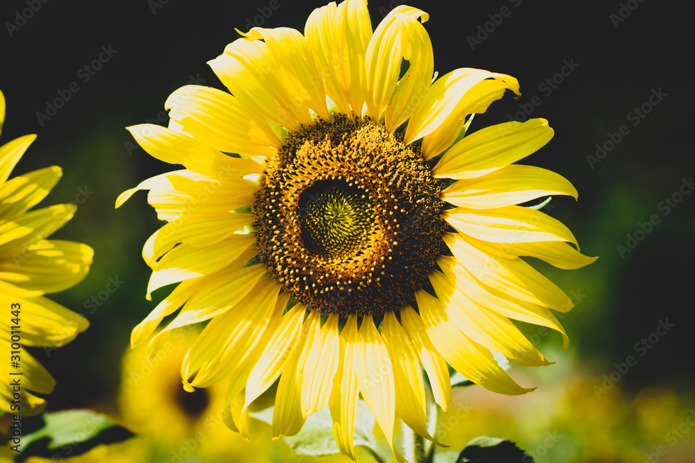 Fototapeta premium close up view of sunflower flowers in the field . Bright sunflower in sunset light, close-up, selective focus