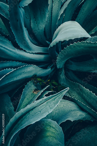 abstract agave close up photo
