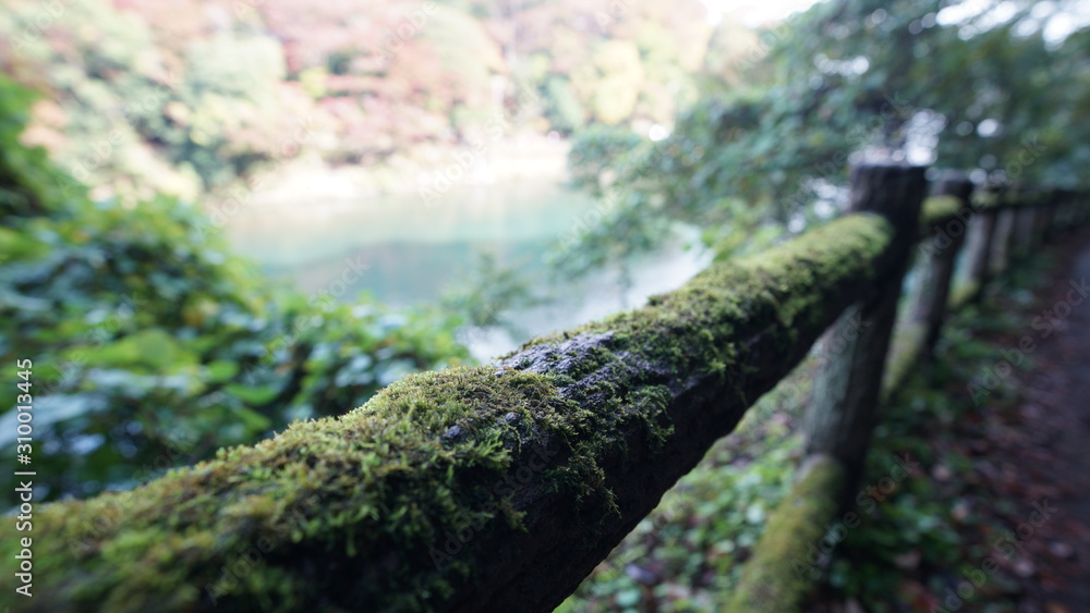 Fototapeta premium Kyoto - Arashiyama