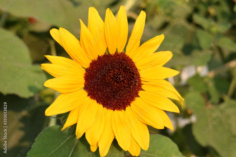 Fototapeta premium Flower