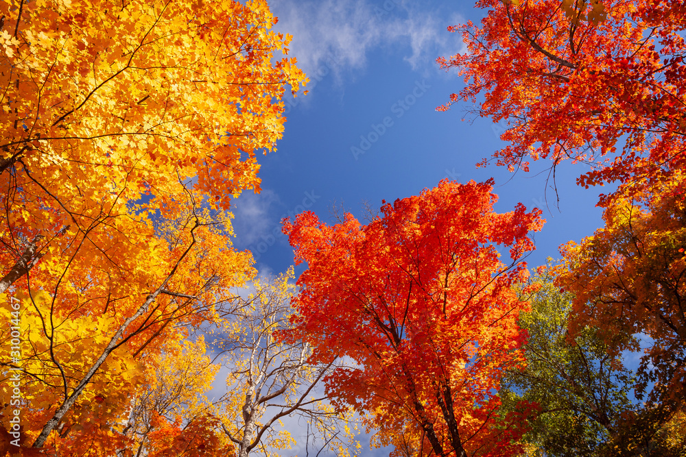Looking up into colourful fall foliage and blue sky Looking up into colourful fall foliage and blue sky
