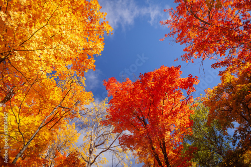 Looking up into colourful fall foliage and blue sky