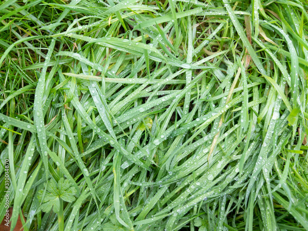 Full frame long unmown grass after rain