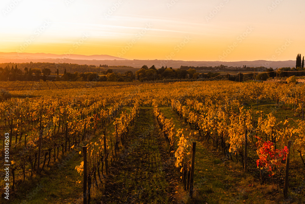 Vineyard at sunset light